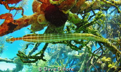 Trumpetfish on James Bond Thunderball Wreck by Dave Difiore 